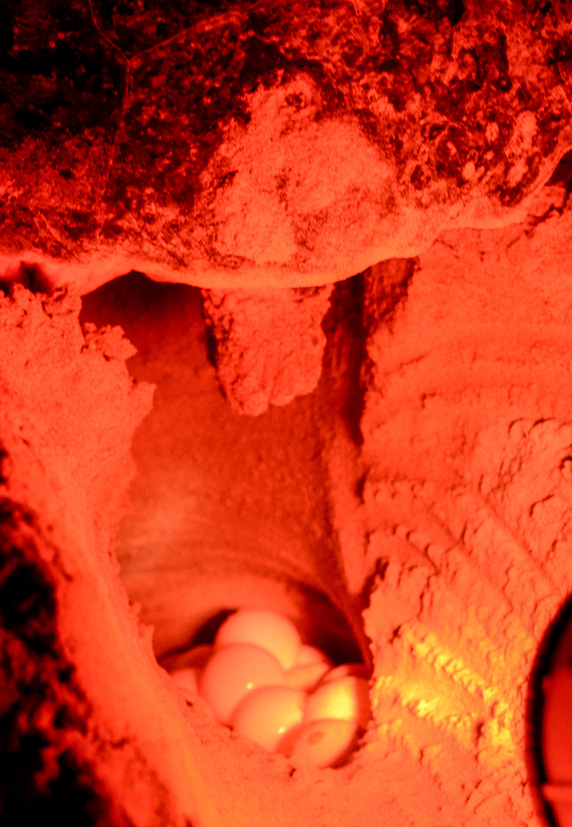 Pasella duik in Mozambiek